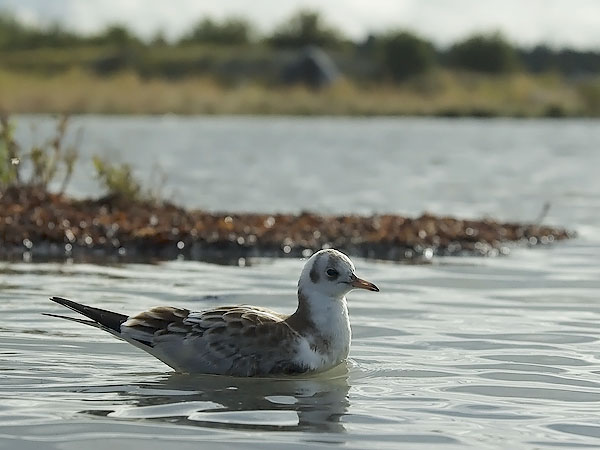 Naurulokki, Black-headed Gull, Larus ridibundus